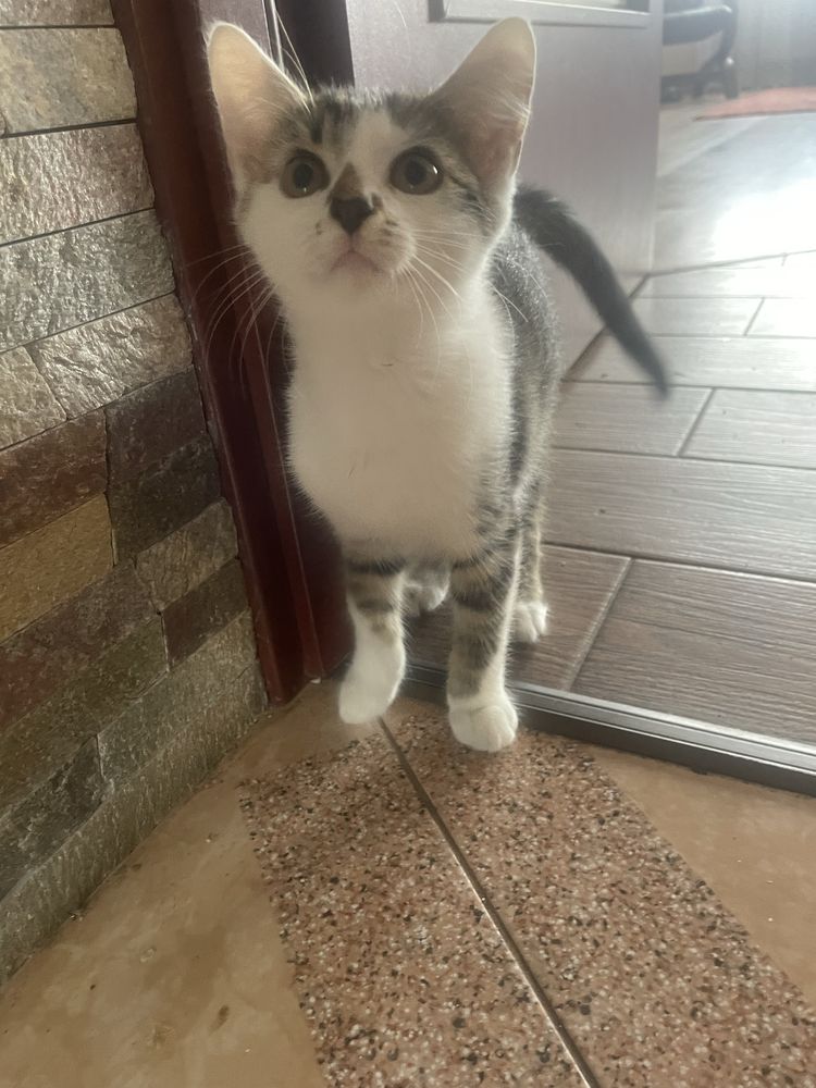 Кошенята, безплатно