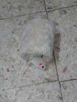Brinquedos para gatos