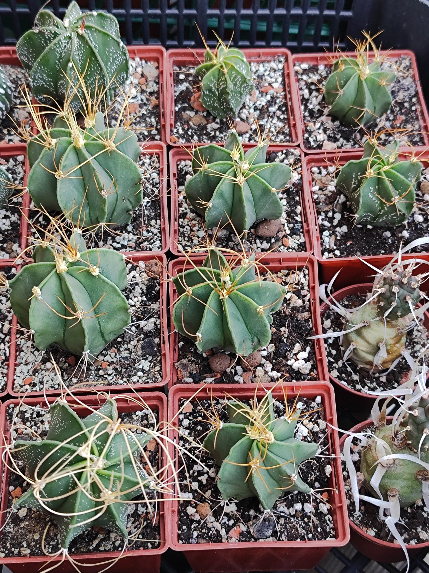 65гр. Astrophytum, Melocactus.