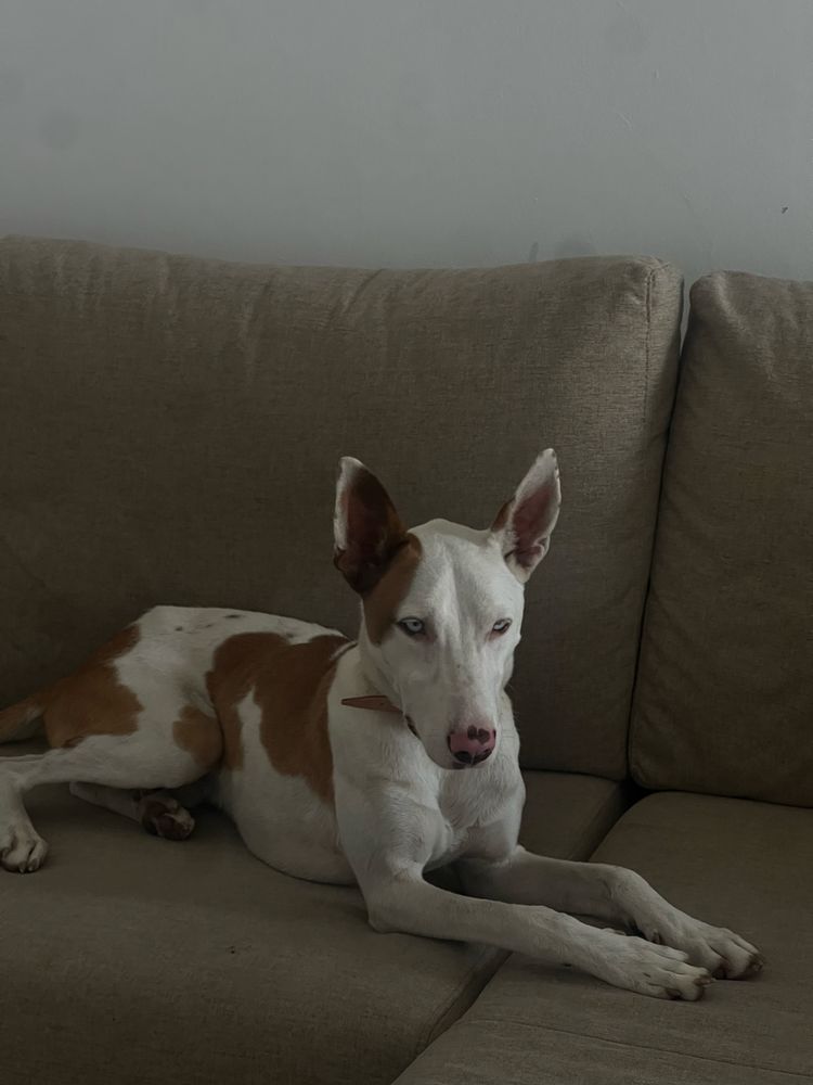 Dobermann cao para vender