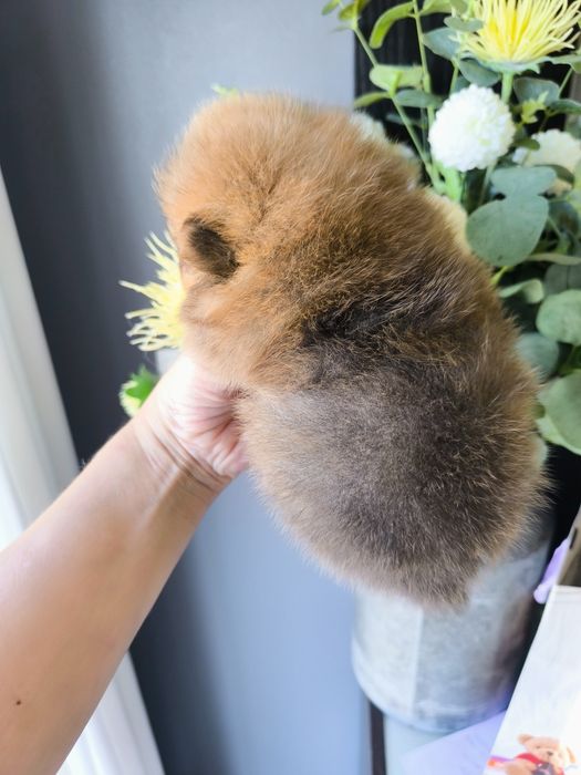 Spitz Anão/ Lulu da Pomerânia olhos azuis  Mini.