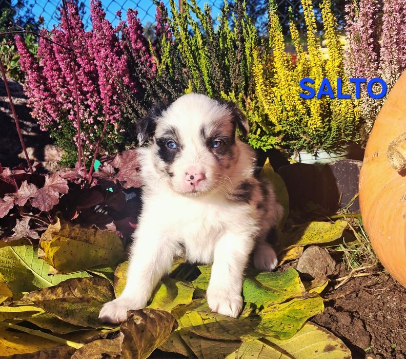 Border collie szczenięta