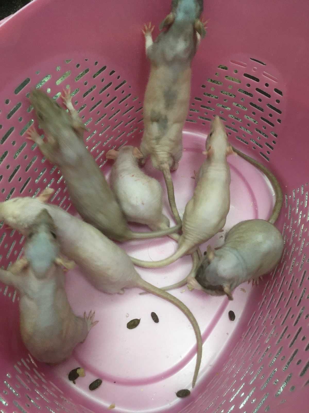 Крысы сфинкс дамбо, голые лысые крыски ручные малыши