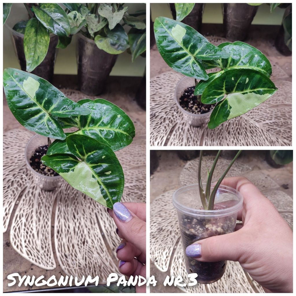 Syngonium Panda zroślicha