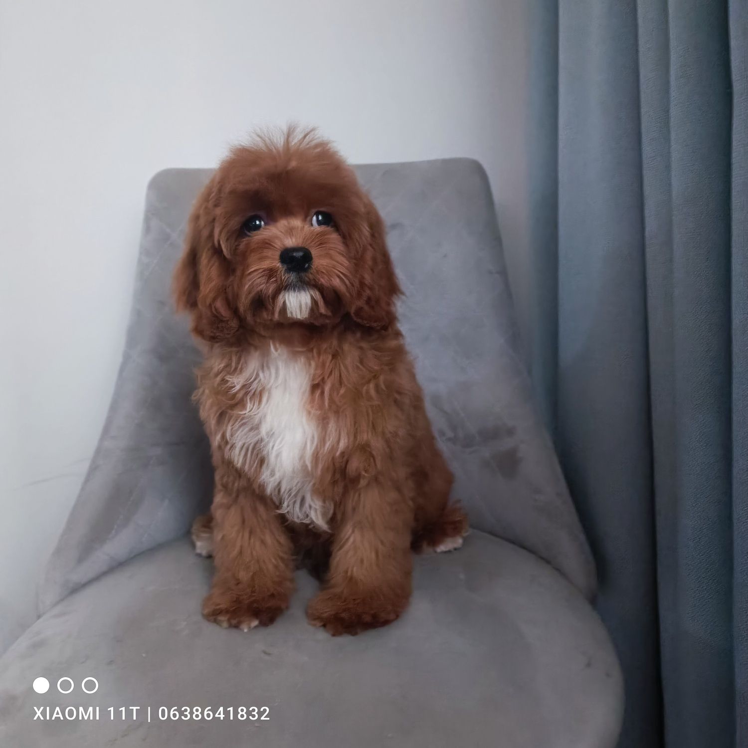 Дуже гарненький хлопчик кавапу. Cavapoo. В Києві