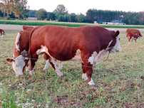 Hereford byk byczek