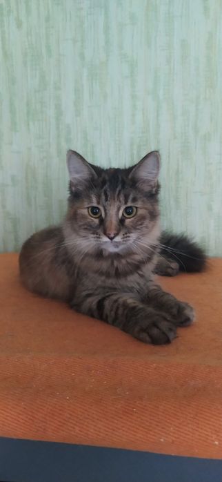 Отдам пушистого котенка лесного окраса, девочка, 5 месяцев, привита