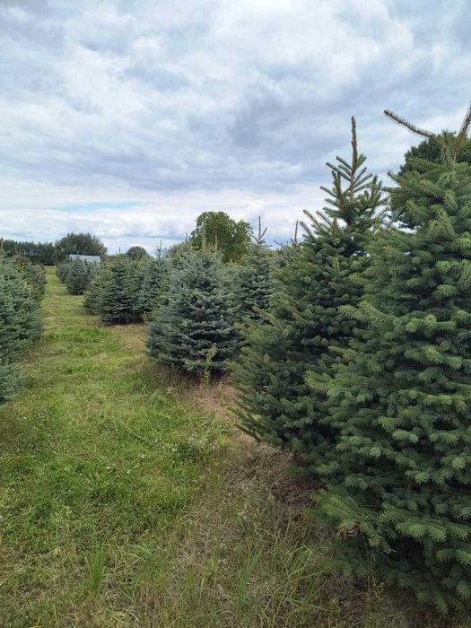 Świerk Kłujący cięty 175 - 250 cm lub w donicy 60-180 cm/ TuChoinki.pl