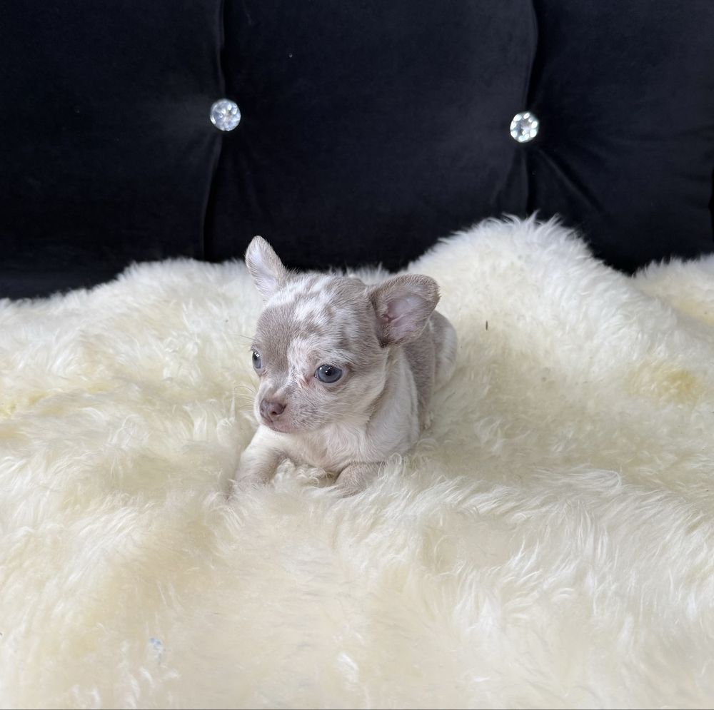 Chihuahua blue merle piesek krótkowłosy