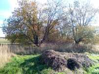 Oddam drewno za darmo