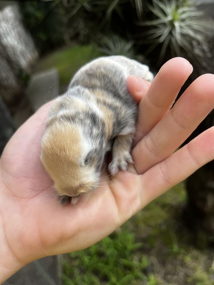 Coelhos MINI LOP bebés