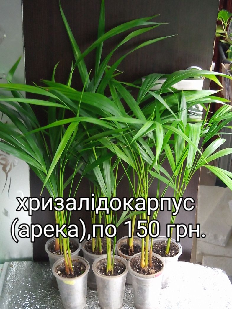 Пропоную пальми -діпсіси,хамедореї,катарактарум,молочай,дріміопсіс