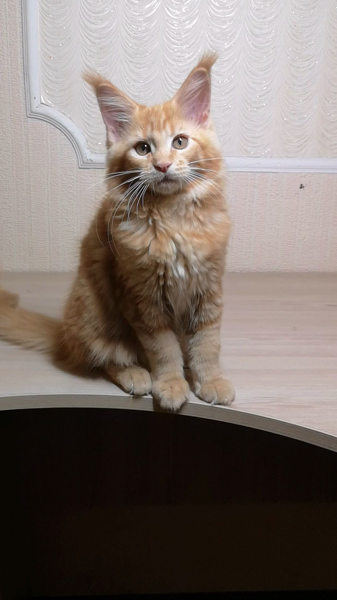 Котята Мейн-кунята от красивой крупной пари