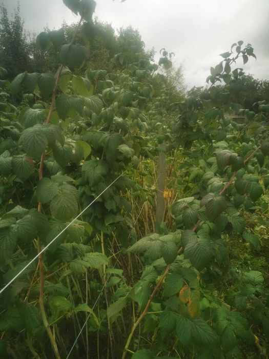 Sadzonk maliny glen
