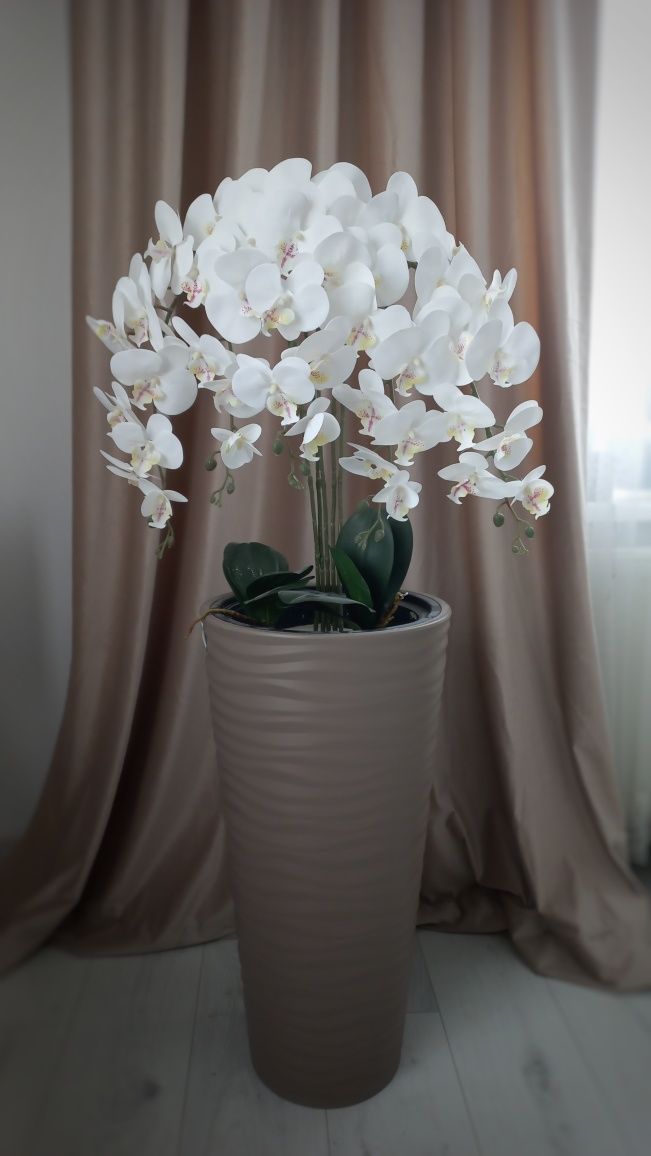 Орхідея латексна,латексная орхидея