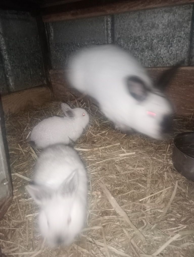 Króliki króle kalifornijskie