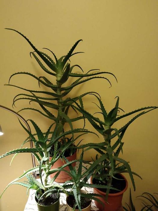 Aloes w doniczce