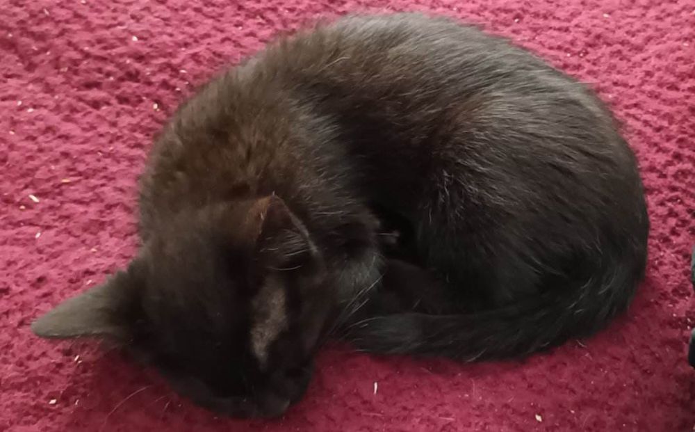Gatinhos bebés para adoção responsável
