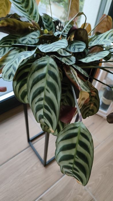 Kalatea sadzonki 8zl szt