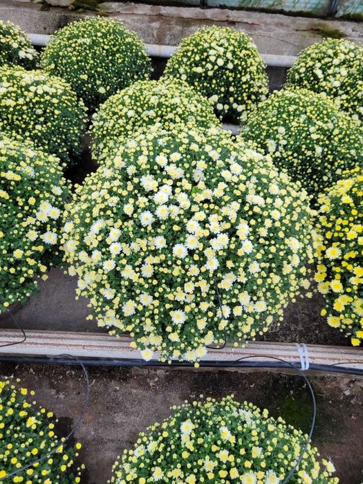 Chryzantemy, chryzantema drobna, wielkokwiatowa