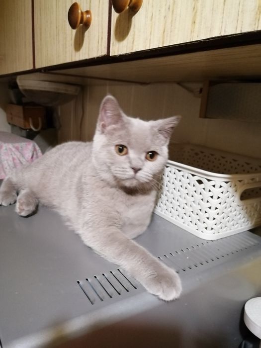 Piękne kocieta Brytyjskie z rodowodemFPL