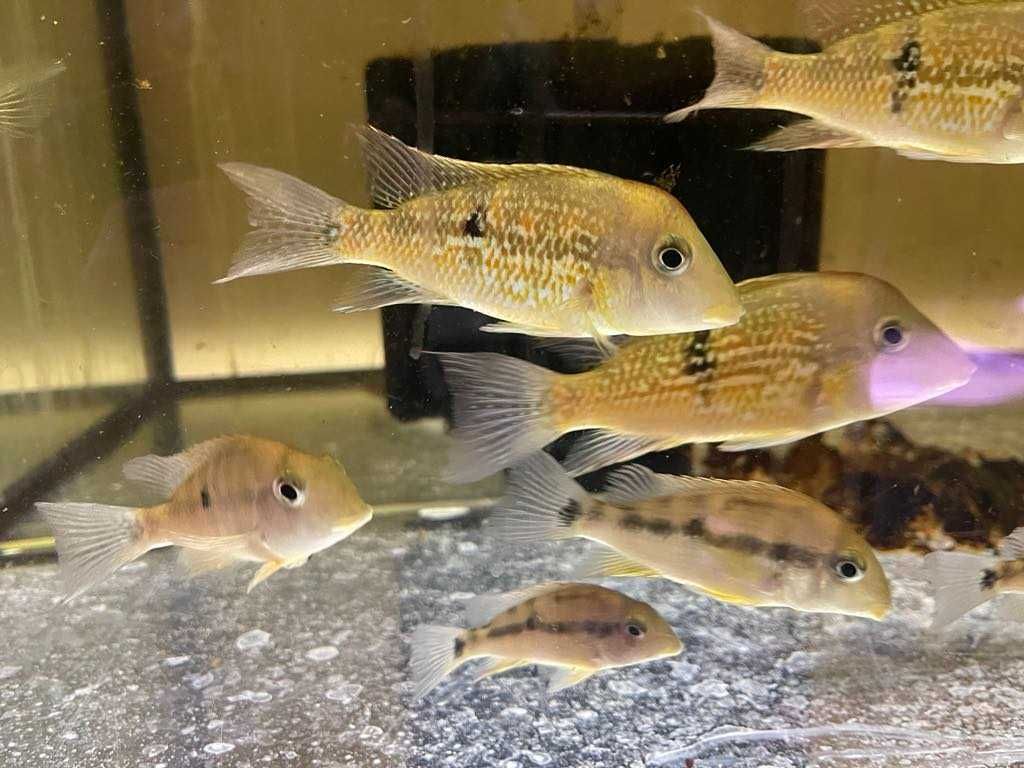 Geophagus sp. "Alto Sinu"