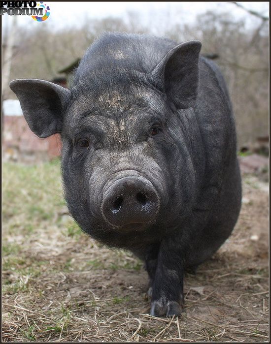 Кнур породи кореєць