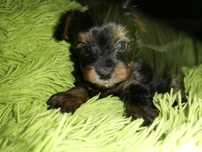 Yorkshire terrier suczka
