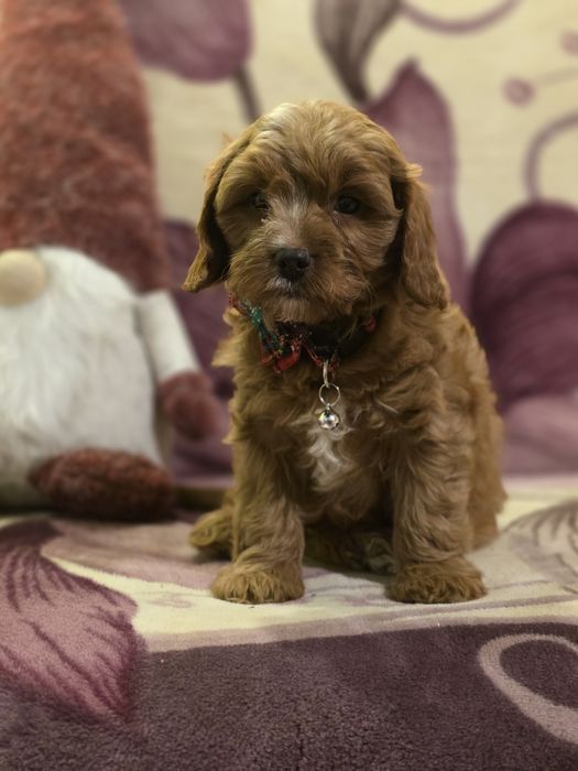 Cavapoo f1 piesek szczenię do odbioru z metryką