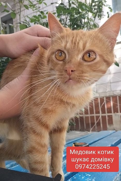 Котик в добрі ручки