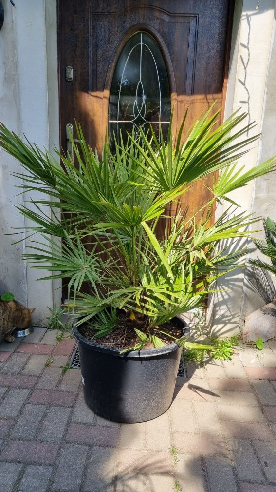 Palma karłatka chamaerops humilis karlatka vulcano