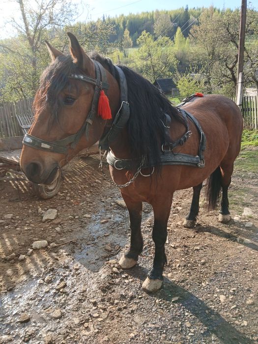Продаєця кінь 7років