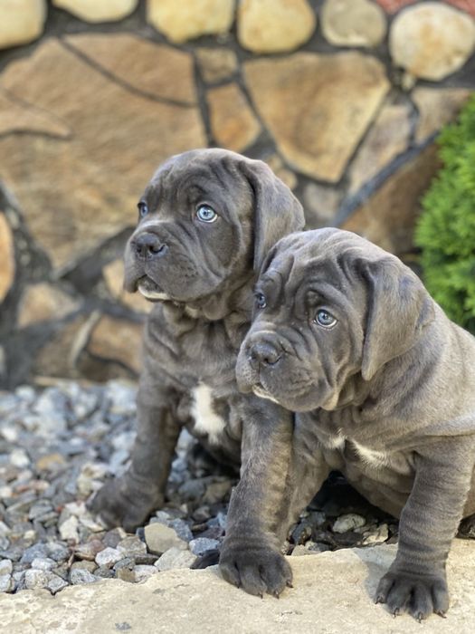 Cane corso Italiano-сірого окрасу