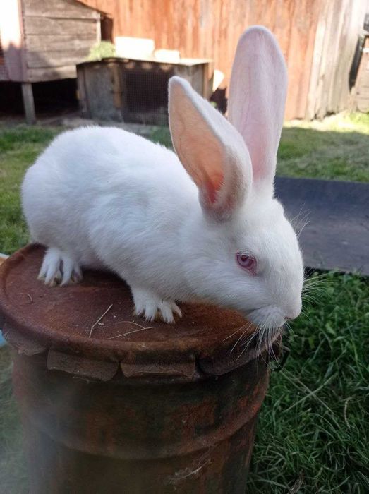 Кріль, порода Термонська Біла, живі кролі