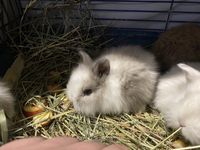 Карликовый Кролик | Рыженький | Все для любимых животных