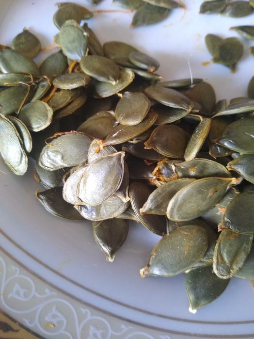 dynia bezłuskowa nasiona