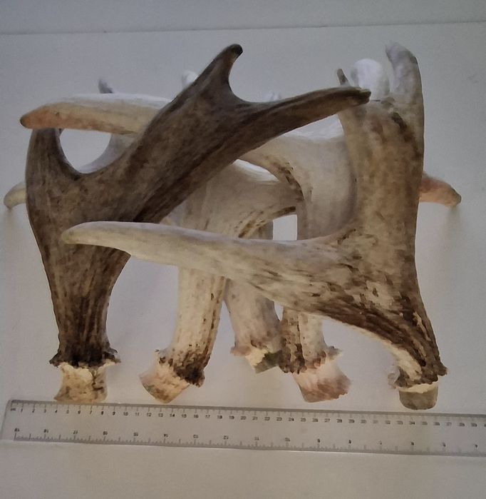 Rogi łosia (zestaw 5 szt.)