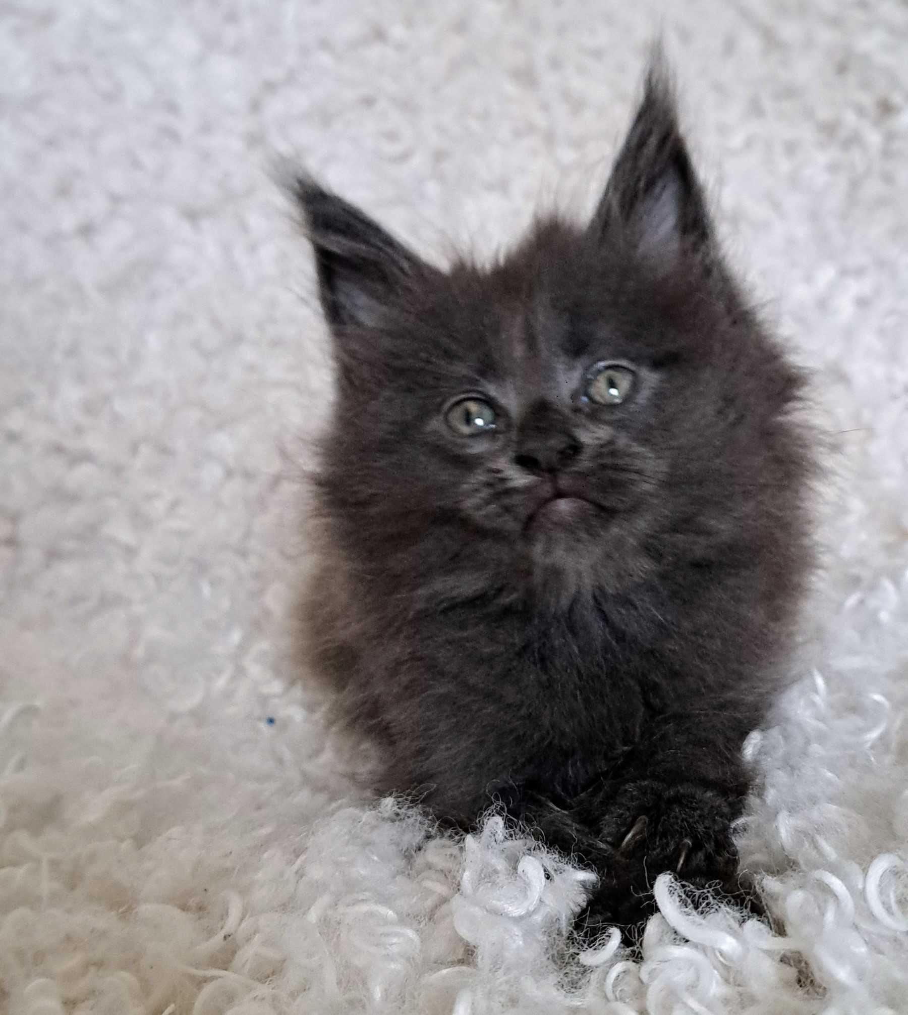 Puchaty pieszczoch Maine Coon