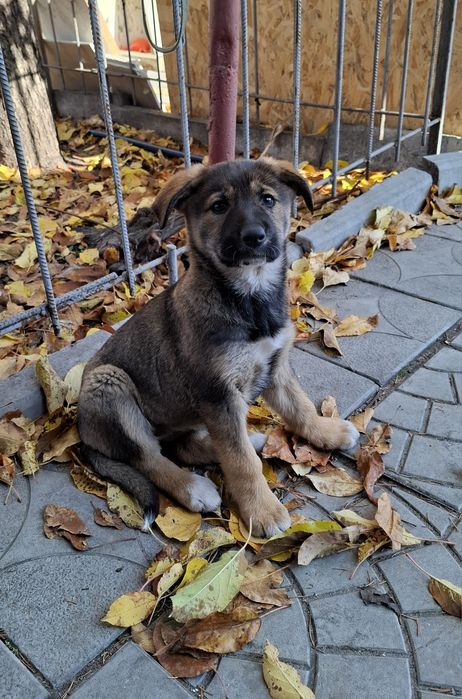 Цуценята шукають дім