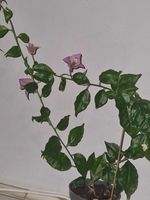 Квітуча бугенвілія