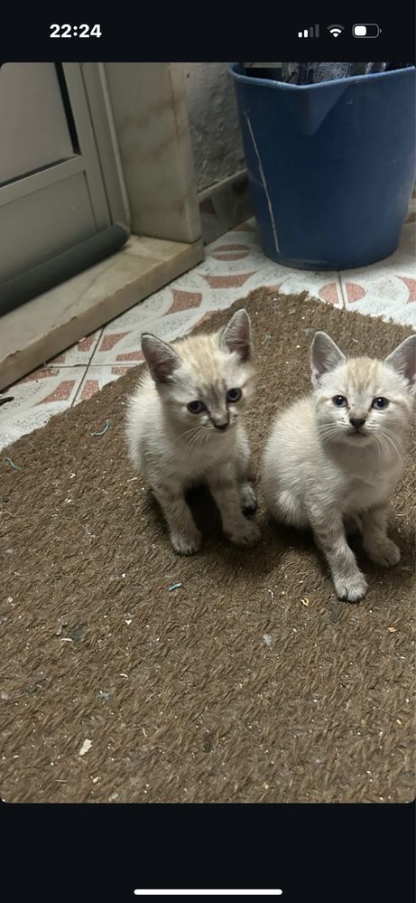 Gatinhas para adotar