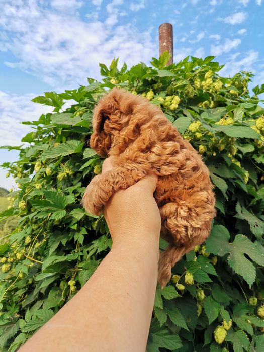 Мальтипу разноцветние разний возраст