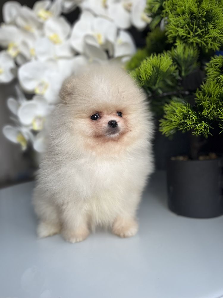 Szpic pomeranian