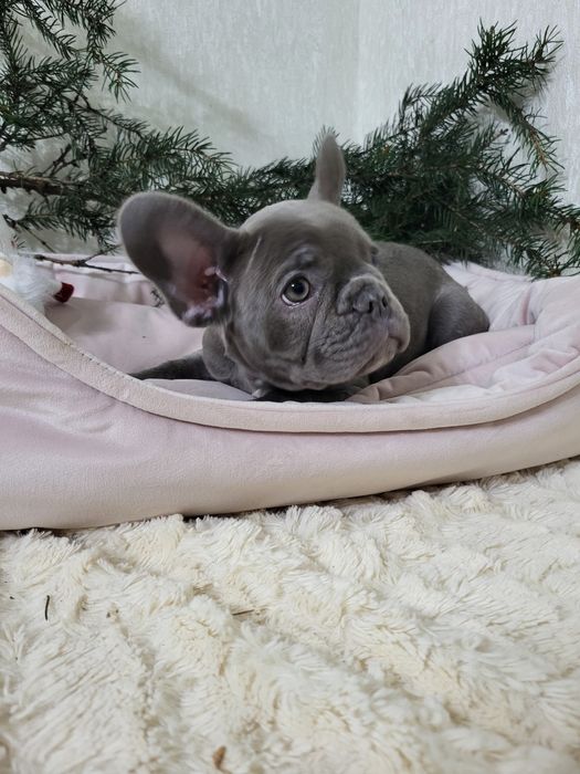 Французький бульдог