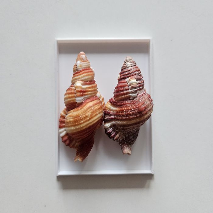 Dwie muszle w pudełku