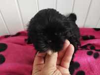 *** Shih Tzu Śliczny Czarny Chłopczyk Po Malutkich Rodzicach ***
