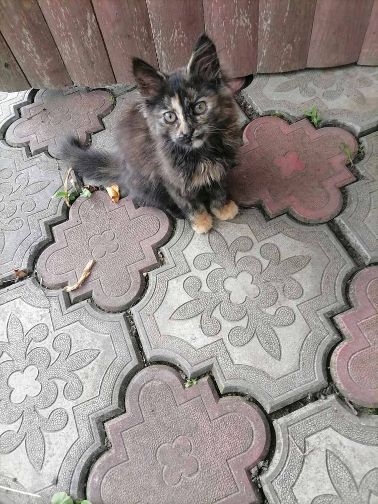 Милі   кошенята