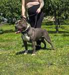 American Staffordshire Terrier Amstaff
