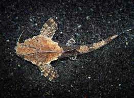 sum drewniak Bunocephalus coracoideus