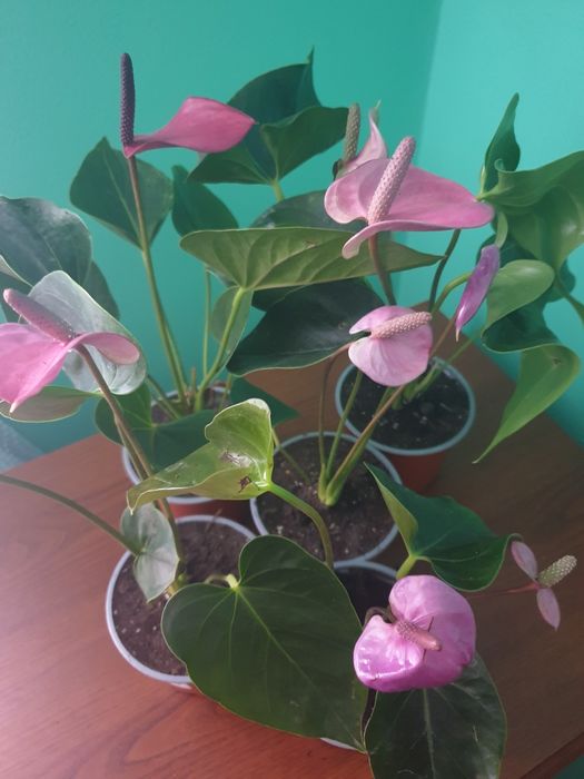 Набори всіх сортових антуріумів